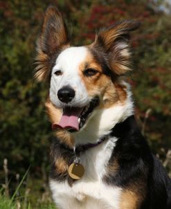 CQ2R4774 Collie – Border