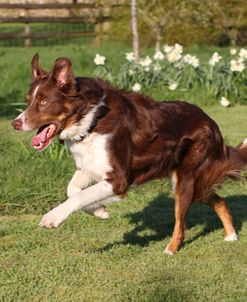 CQ2R2070 Collie – Border