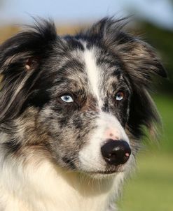 CQ2R2291 Collie – Border