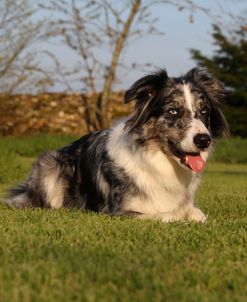 CQ2R2298A Collie – Border