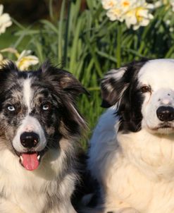 CQ2R2343 Collie – Border