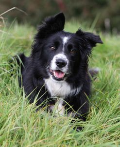 CQ2R4856 Collie – Border