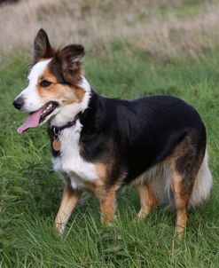 CQ2R4979 Collie – Border