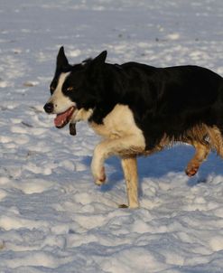 CQ2R7315 Collie – Border