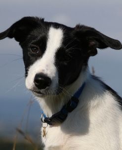 CQ2R7704 Collie – Border