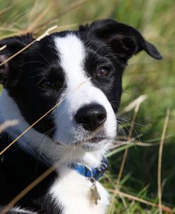 CQ2R7733A Collie – Border