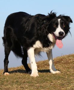 CQ2R4783B Collie – Border