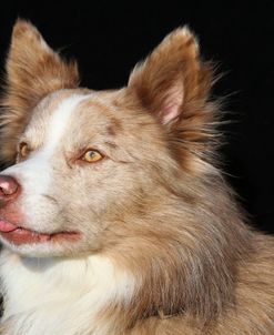 CQ2R4846 Collie – Border