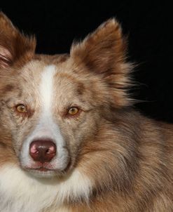 CQ2R4849 Collie – Border