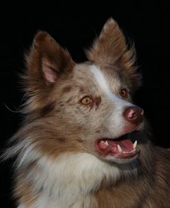 CQ2R4855A Collie – Border