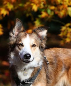 CQ2R8870 Collie – Border