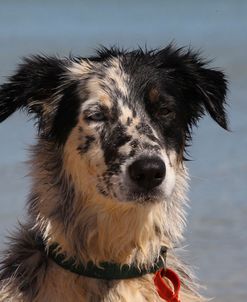 CQ2R8908 Collie – Border