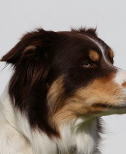 CQ2R8933 Collie – Border