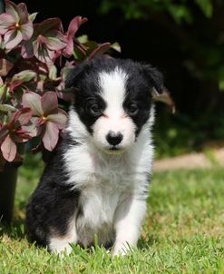 CQ2R8693 Collie – Border