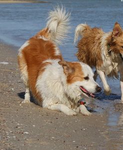 CQ2R8716 Collie – Border