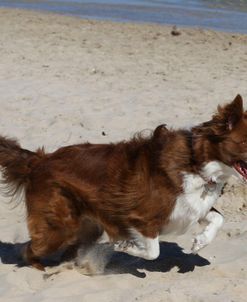 CQ2R9531A Collie – Border