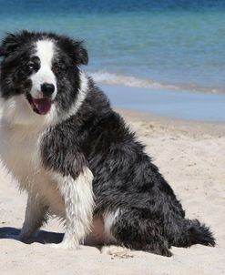 CQ2R9740 Collie – Border