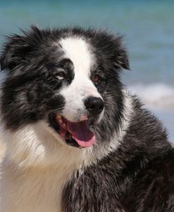 CQ2R9744 Collie – Border