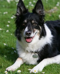 XR9C1885 Collie – Border