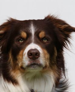 CQ2R8951A Collie – Border