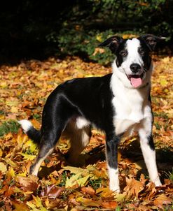 CQ2R9012A Collie – Border