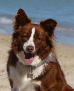 CQ2R9506 Collie – Border