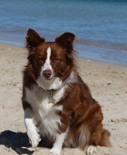 CQ2R9507 Collie – Border