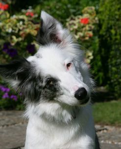 XR9C3202 Collie – Border