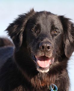 CQ2R8631 Retriever – Flat-Coated