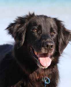 CQ2R8632 Retriever – Flat-Coated