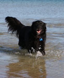 CQ2R8634 Retriever – Flat-Coated