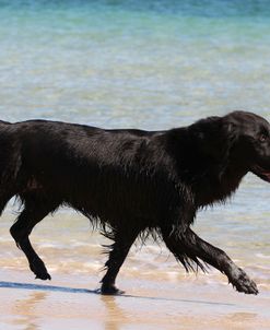 CQ2R9477 Retriever – Flat-Coated