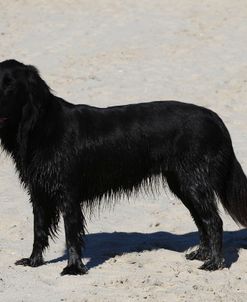 CQ2R9486 Retriever – Flat-Coated