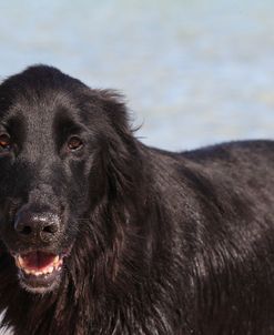 CQ2R9491 Retriever – Flat-Coated