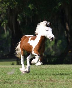 1Z5F3418 Clydesdale X Youngster, Briar Patch Farm, FL