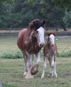 A21C0715 Clydesdale Mare & Foal, Horse Feathers Farm, TX