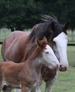 A21C0741 Clydesdale Mare & Foal, Horse Feathers Farm, TX