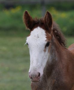 A21C0768 Clydesdale Foal, Horse Feathers Farm, TX