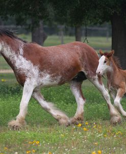 A21C0788 Clydesdale Mare & Foal, Horse Feathers Farm, TX