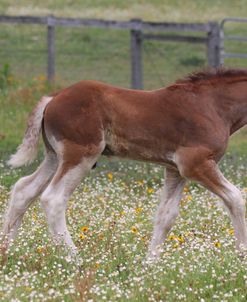 A21C0801 Clydesdale Foal, Horse Feathers Farm, TX