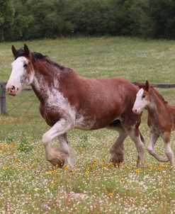 A21C0813 Clydesdale Mare & Foal, Horse Feathers Farm, TX