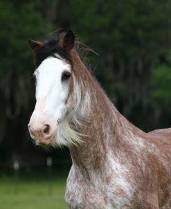 1Z5F9905 Clydesdale, Briar Patch Farm, FL