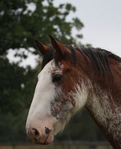 A21C0703 Clydesdale, Horse Feathers Farm, TX