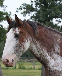 A21C0707 Clydesdale, Horse Feathers Farm, TX