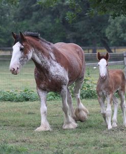 A21C0711 Clydesdale Mare & Foal, Horse Feathers Farm, TX