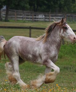 A21C0939 Clydesdale Stallion, Horse Feathers Farm, TX