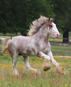 A21C0945 Clydesdale Stallion, Horse Feathers Farm, TX