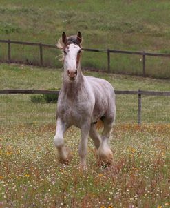 A21C0968 Clydesdale Stallion, Horse Feathers Farm, TX