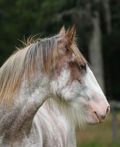 A21C0991 Clydesdale Stallion, Horse Feathers Farm, TX
