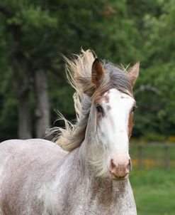 A21C1009 Clydesdale Stallion, Horse Feathers Farm, TX